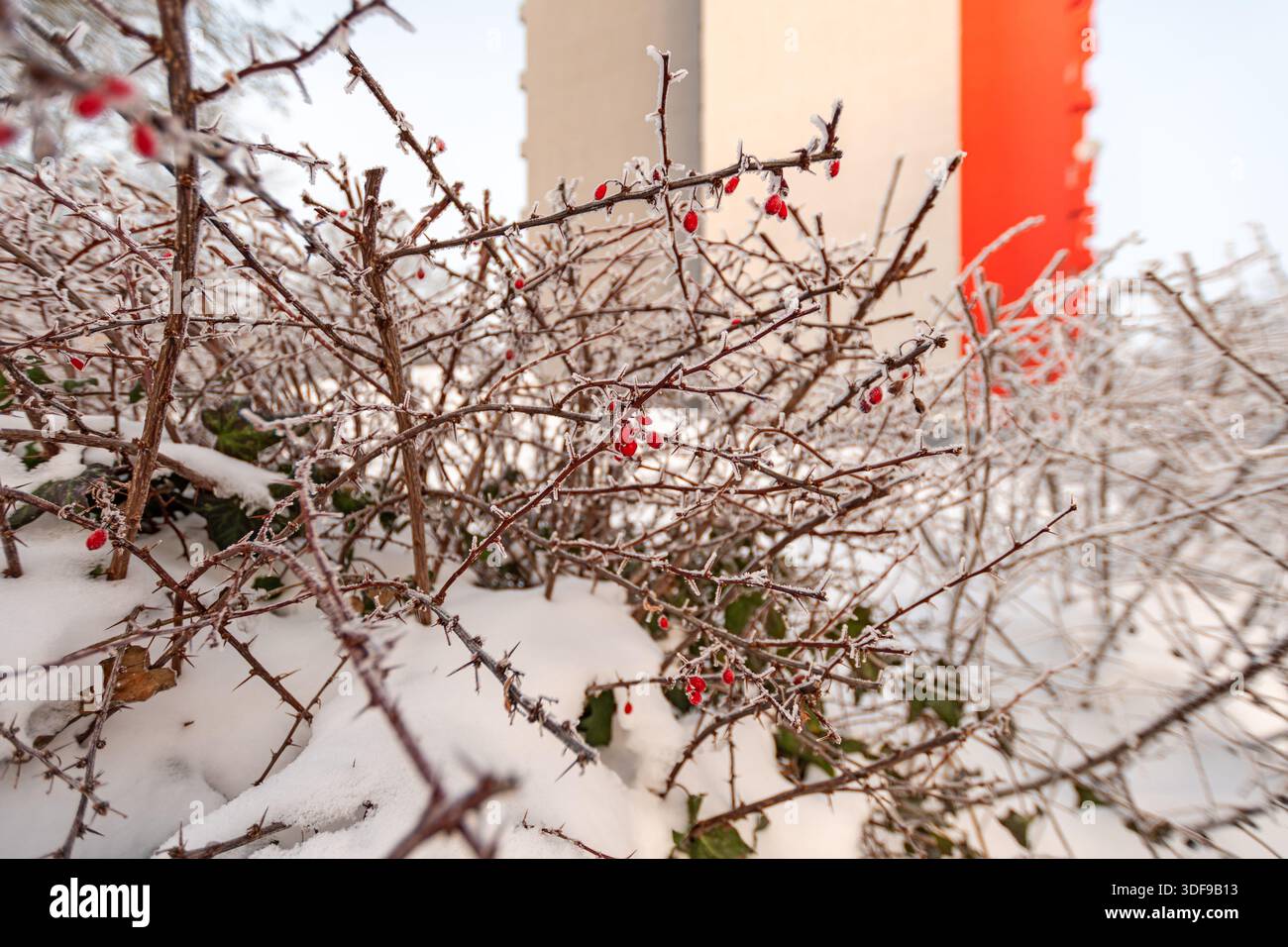 Siepe ricoperta di gelo con bacche rosse in inverno, neve sui rami, sfondo urbano con edifici sfocati, fredda atmosfera stagionale. Foto Stock