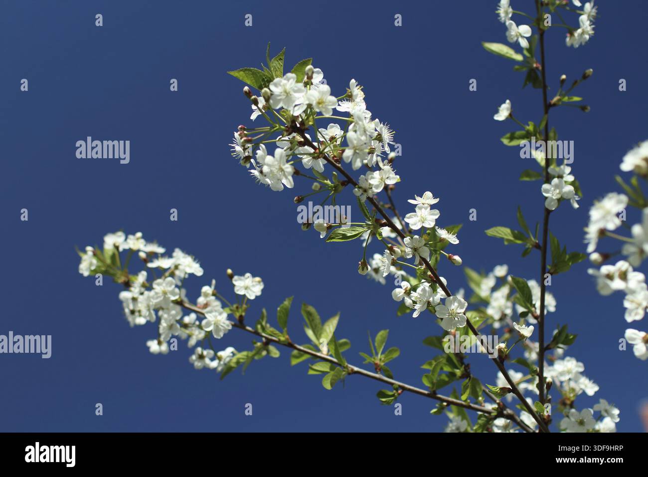 Fiori di colore bianco sulla sakura rami contro lo sfondo di un luminoso cielo blu Foto Stock