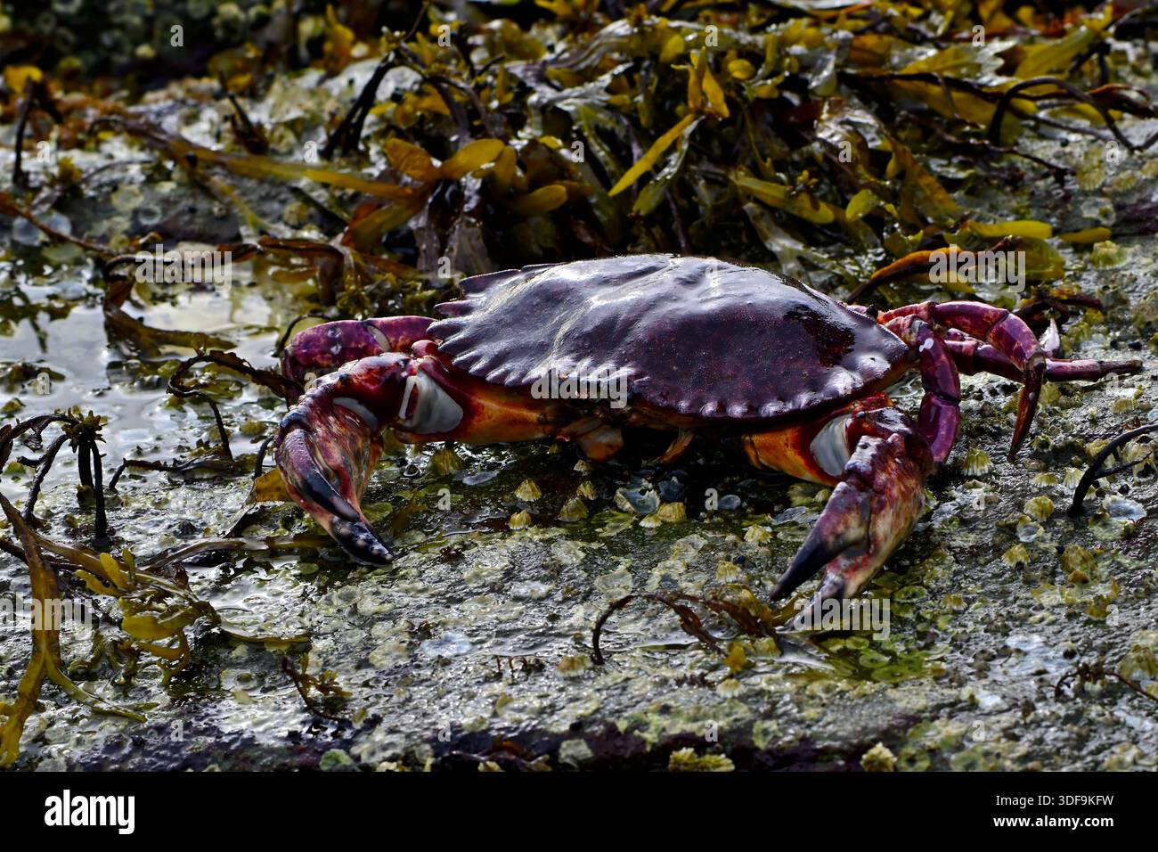 Un granchio di roccia rossa 'Cancer productus', su una spiaggia rocciosa con bassa marea sull'Isola di Vancouver Columbia Britannica Canada Foto Stock