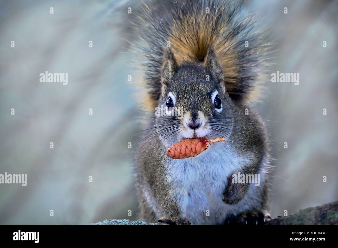 Un'immagine ravvicinata di uno scoiattolo rosso selvatico, Tamiasciurus hudsonicus, che tiene in bocca un cono di abete rosso Foto Stock