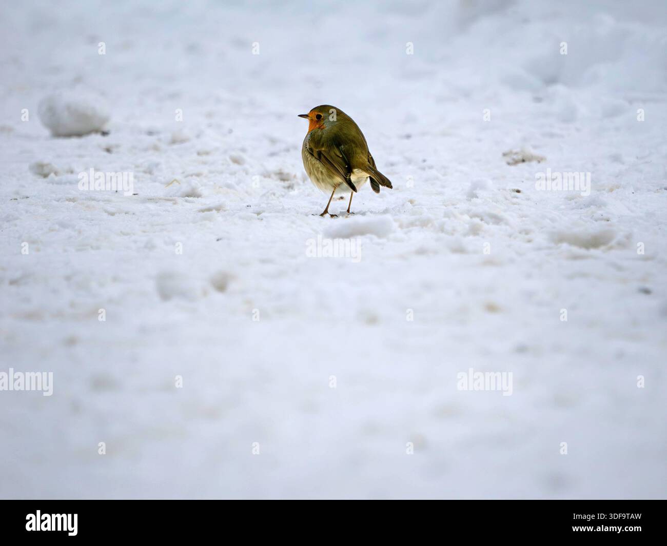 Robin nella neve Foto Stock