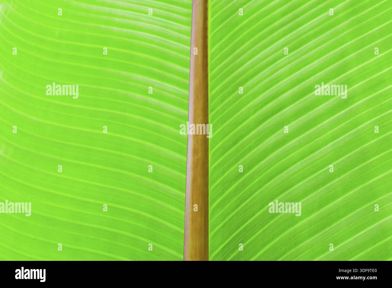 Una texture verde di foglia di banano. Sullo sfondo della natura Foto Stock