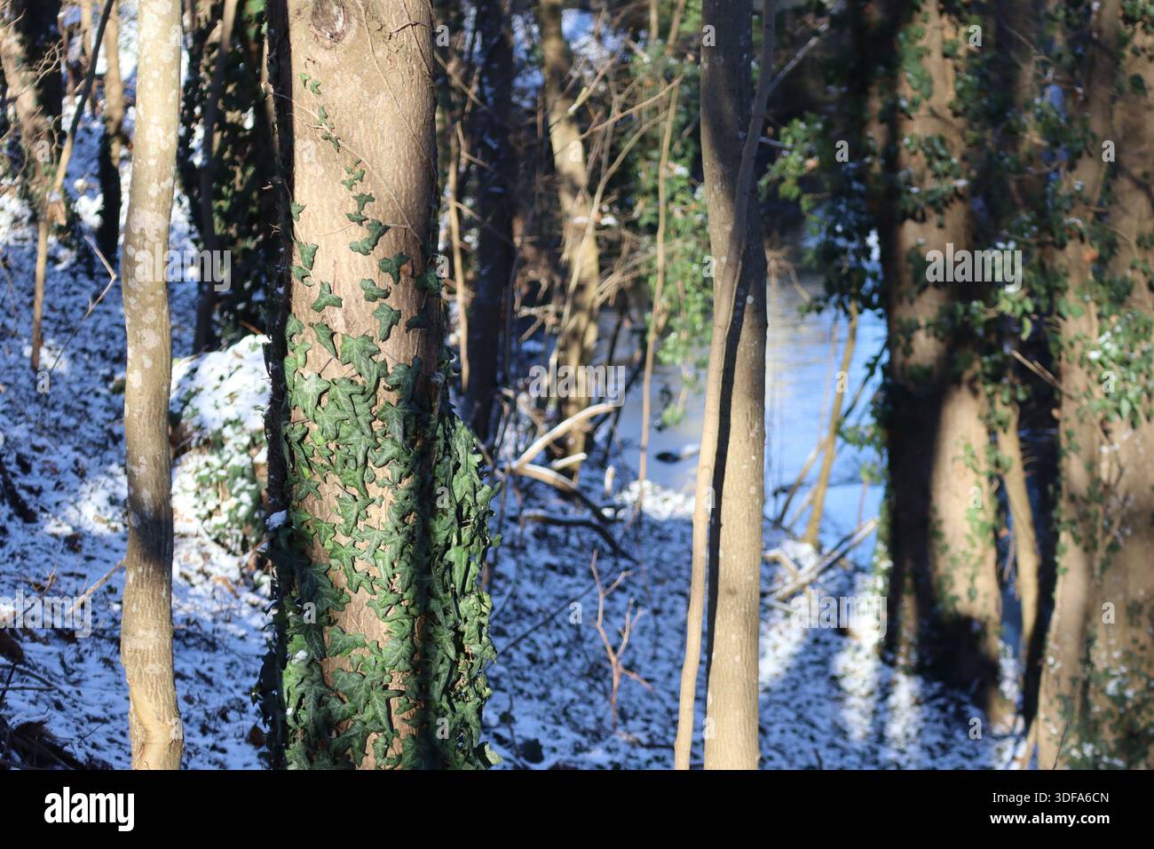 Diversi alberi ricoperti di edera nel basso sole invernale Foto Stock