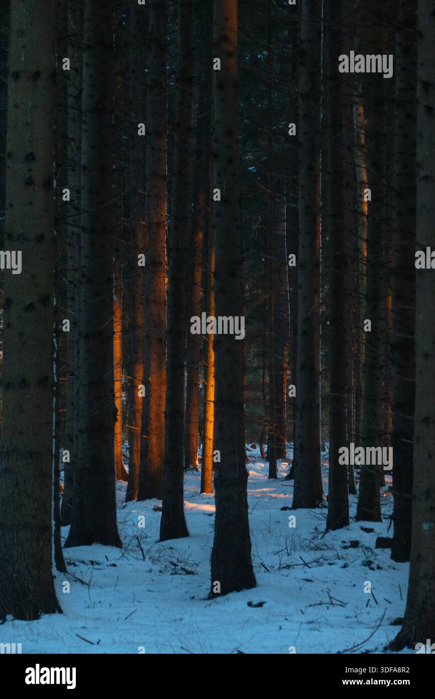 Tronchi di conifere in una foresta innevata, illuminati da un lato dal sole nascente Foto Stock