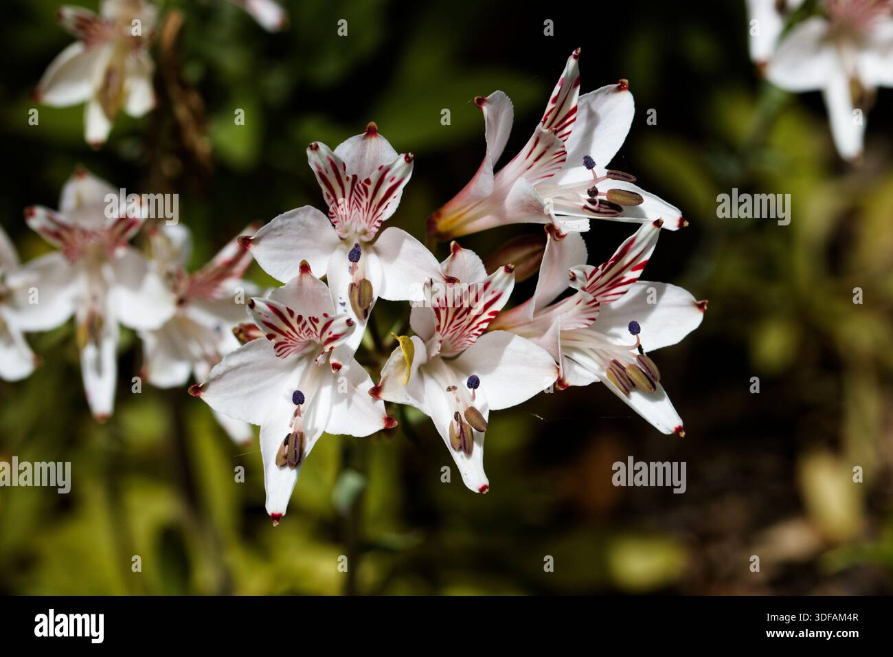 Alstroemeria magnifica: Hanno molti colori vivaci, dal bianco al giallo dorato, all'arancio, all'albicocca, al rosa, al rosso intenso, lavanda e viola. Foto Stock