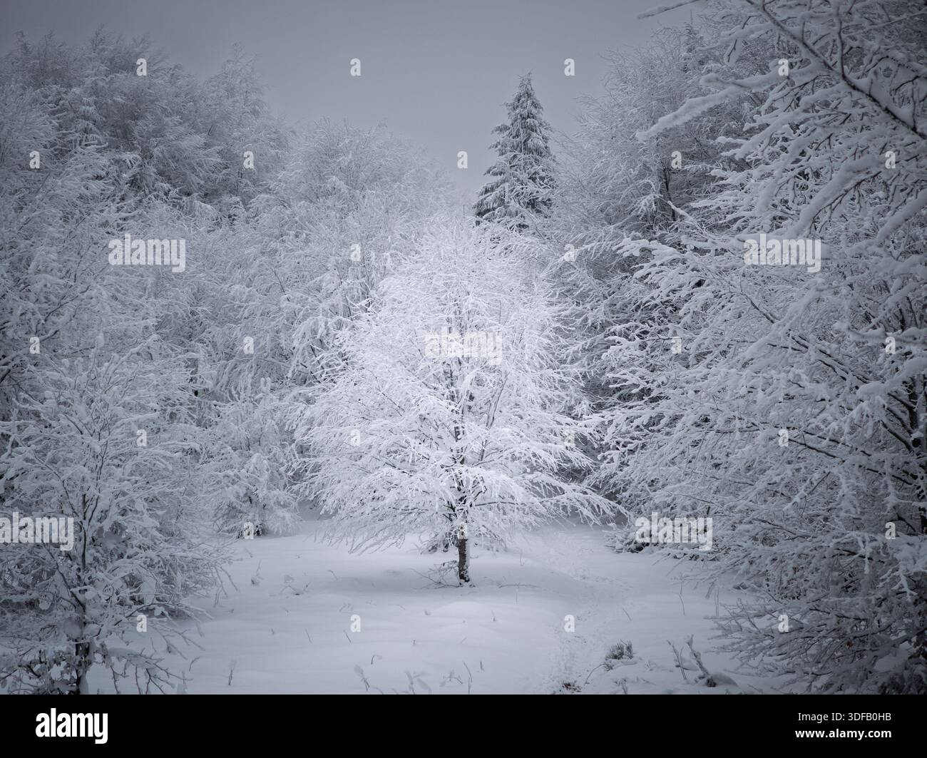 Albero solitario minimalista in una foresta ghiacciata d'argento. Paesaggio invernale bianco e monocromatico incontaminato a Bieszczady. Estetica di fascia alta per un design moderno. Foto Stock