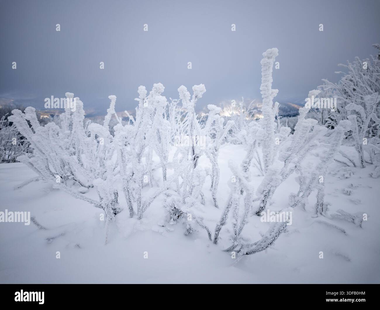 Condizioni invernali gravose sul monte Jasło, Bieszczady, Polonia. Brina estrema e ghiaccio rime che ricoprono la vegetazione in un paesaggio nebbioso e ghiacciato. Foto Stock