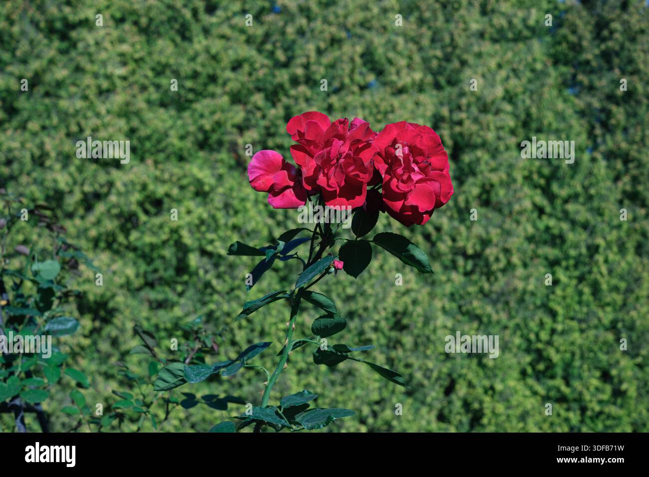 Questa immagine mostra una rosa rossa vivace con un lussureggiante fogliame verde sullo sfondo. Foto Stock