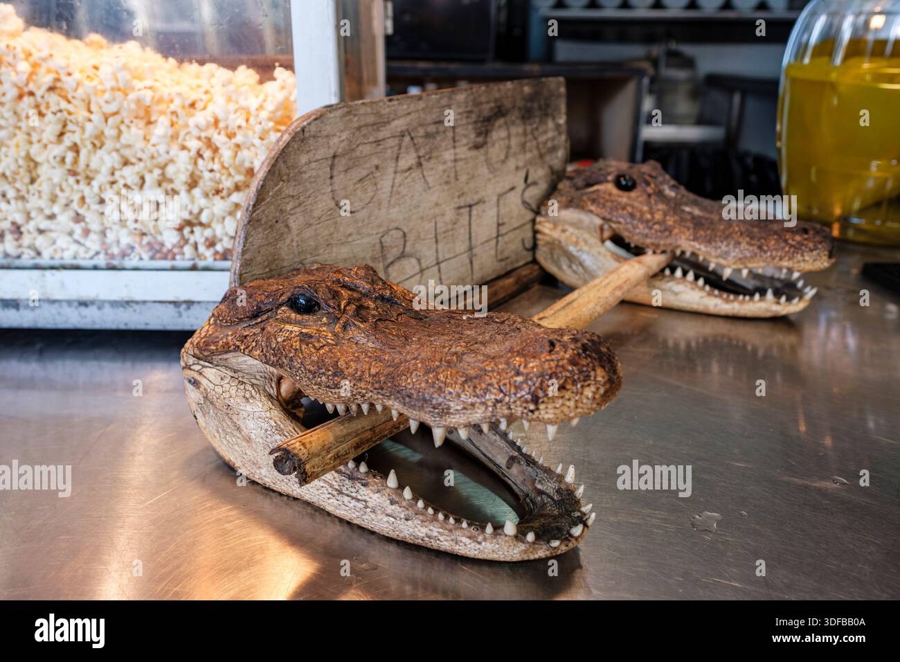 Due teste di missipiensis di alligatore con un cartello di morsi di alligatore, presso il ristorante Couter del mercato francese, New Orleans French Quarters, Louisiana, Stati Uniti Foto Stock