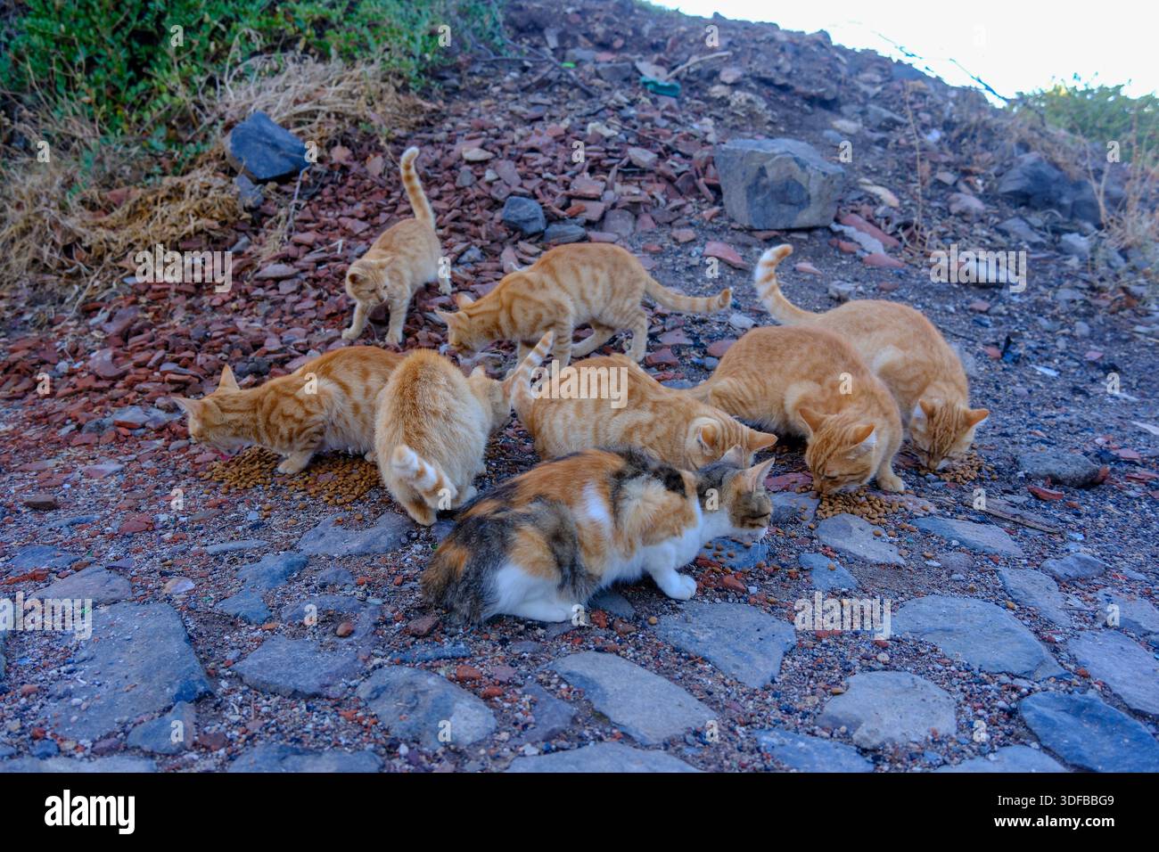 I gatti di strada gialli di colore arancione stanno mangiando cibo Foto Stock