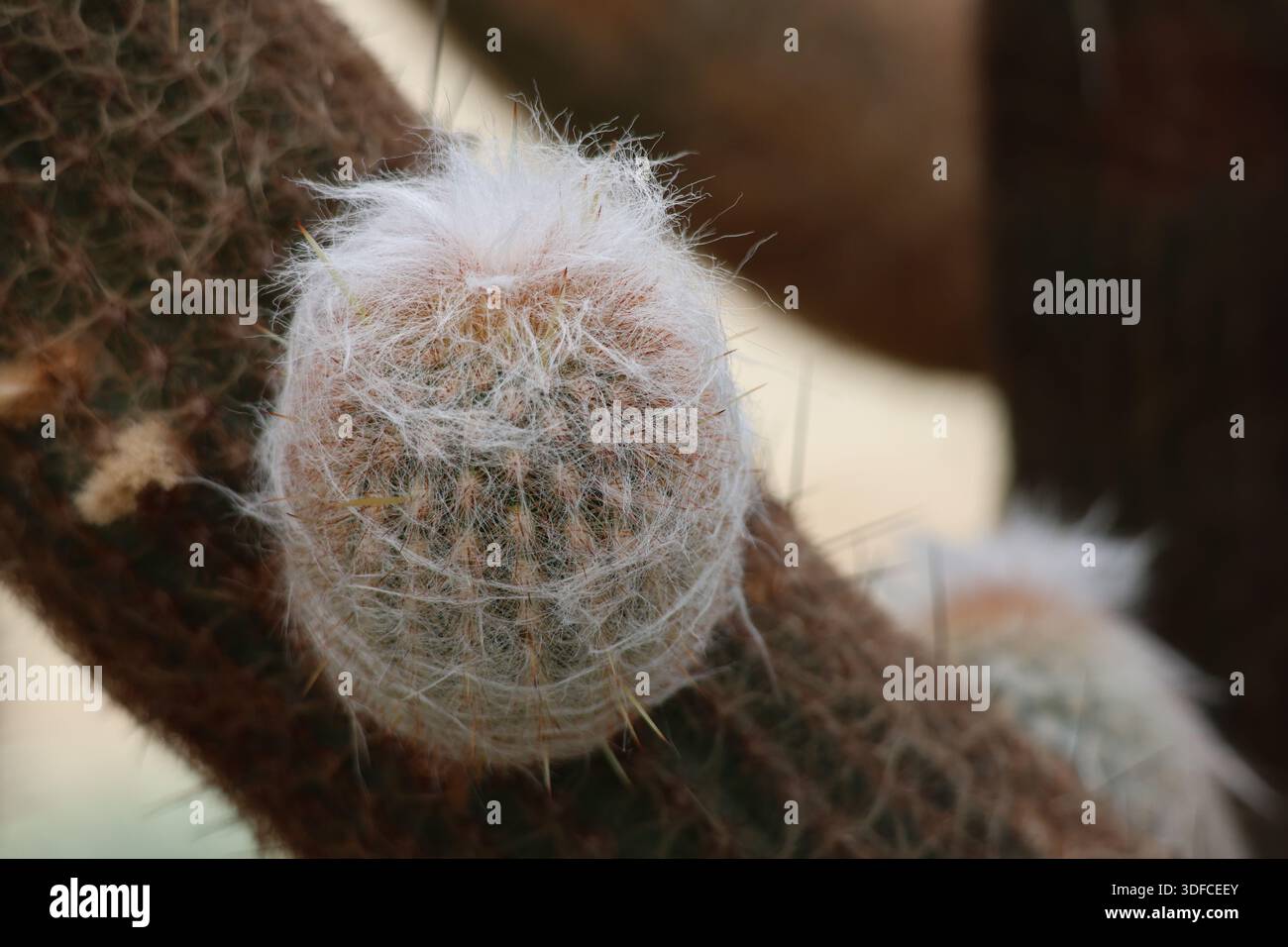 Insolito cactus piccante con densa spine radiali, coltivato come pianta ornamentale in una serra. Foto Stock