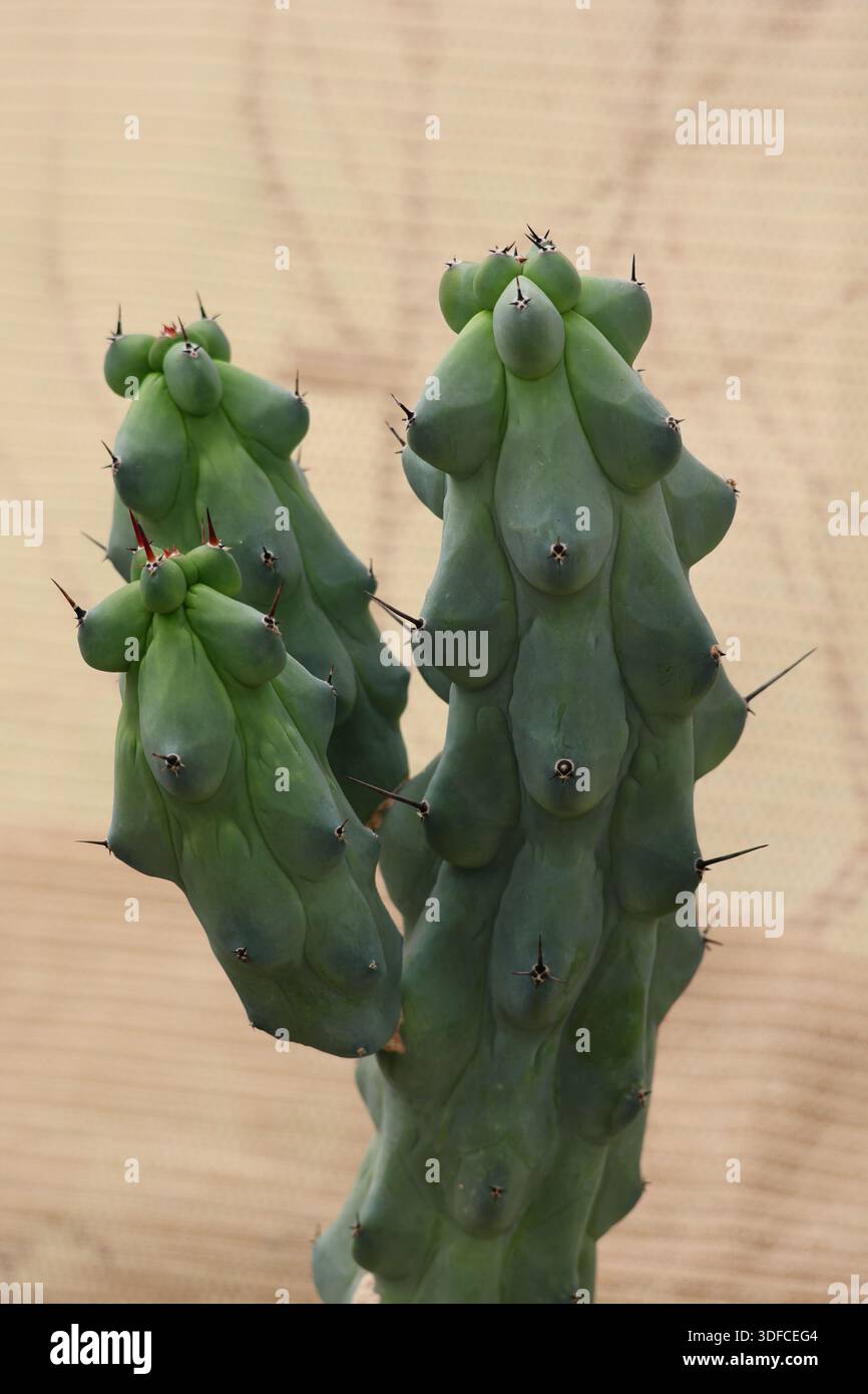 Insolito cactus piccante con densa spine affilate, fotografato come una pianta ornamentale esotica in una serra. Foto Stock