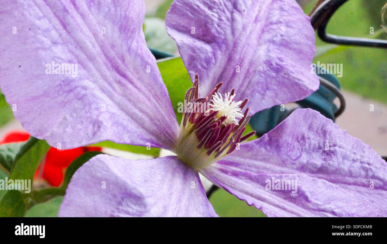 Clematis è un genere popolare di piante rampicanti, apprezzate per i loro spettacolari fiori, che variano in dimensioni da piccole a grandi, e una vasta gamma di colori Foto Stock