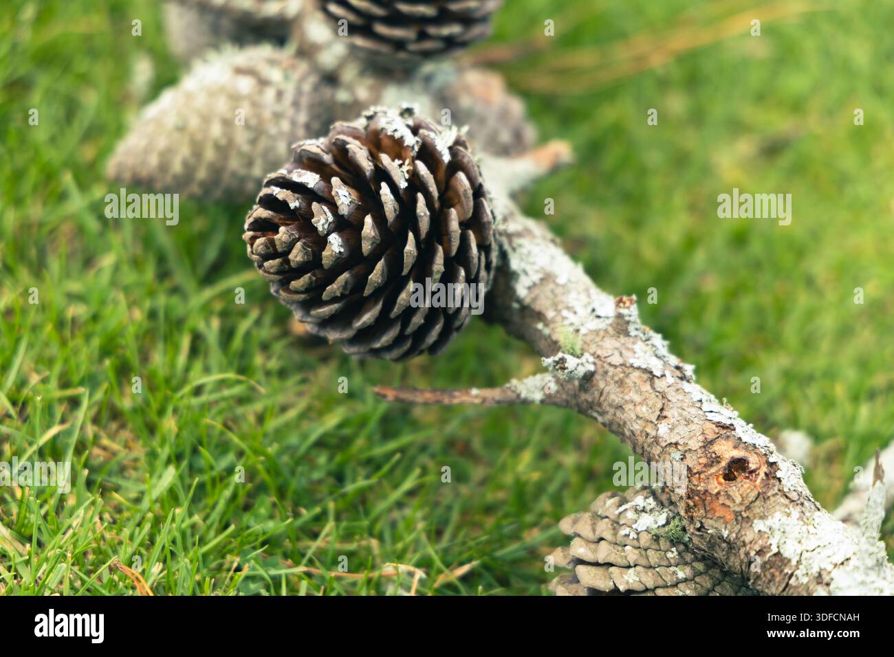 Coni di pino attaccati ramo coperto di Lichen Foto Stock