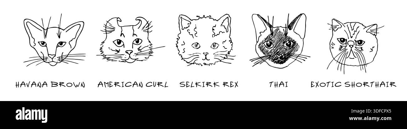 Doodle teste di gatti di diverse razze. Havana Brown, american Curl, selkirk rex, thai, Exotic shorthair Illustrazione Vettoriale