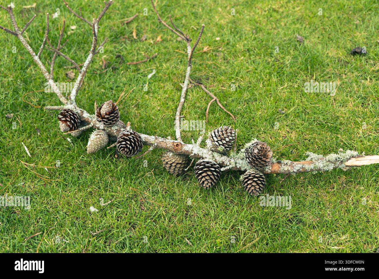 I coni di pino Lichen coprirono Fallen Branch Foto Stock