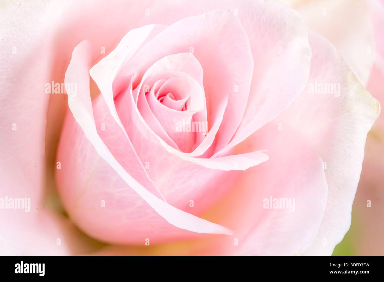 Primo piano di un delicato fiore rosa pallido Foto Stock