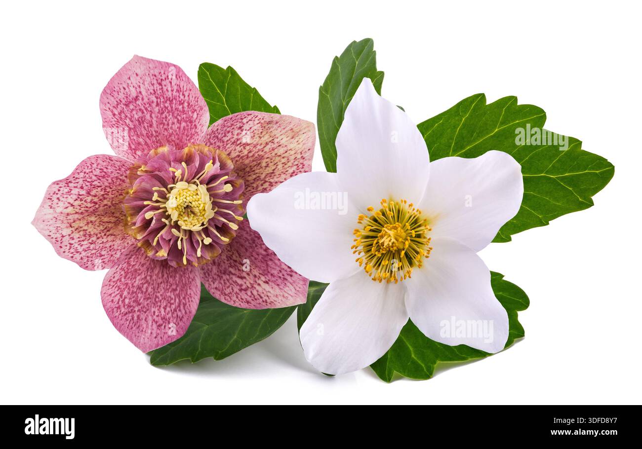 Fiori di Hellebore rossi e bianchi isolati su bianco Foto Stock