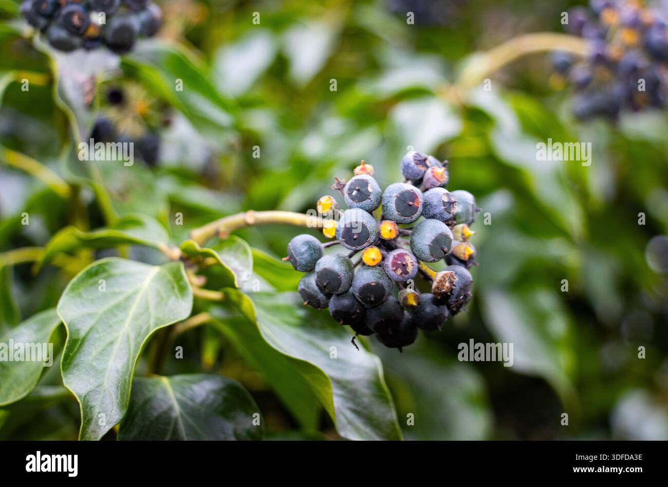 Ivy è un arrampicatore legnoso sempreverde con steli ricoperti da densa radici adesive. Comuni nei boschi e negli affioramenti rocciosi hanno bacche nere Foto Stock