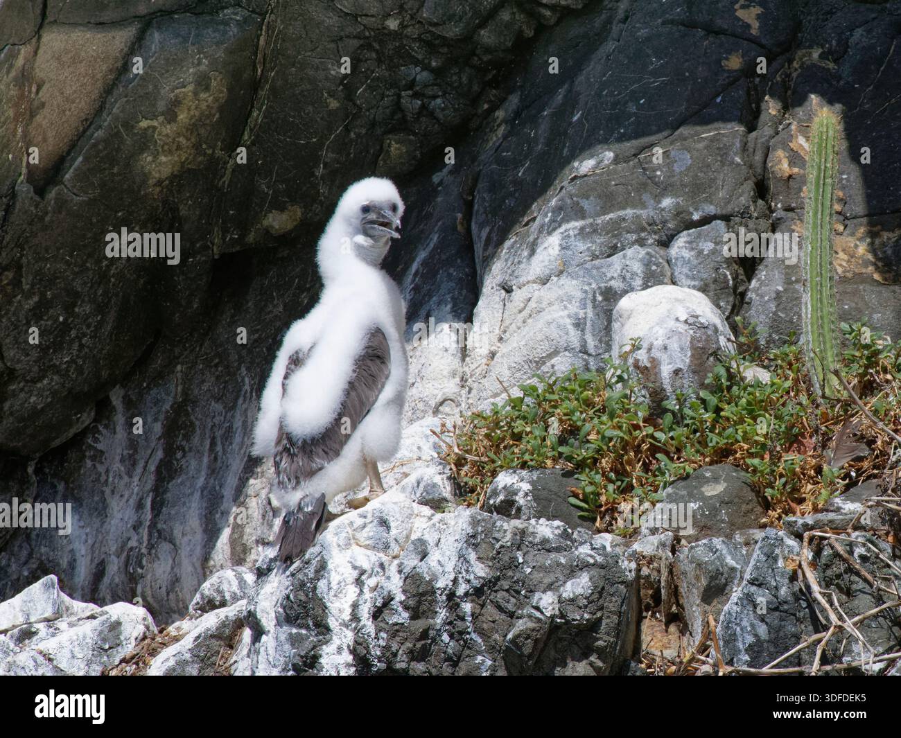 Pulcino Brown booby (Sula leucogaster) che mantiene fresco attraverso il gulo che fluttua al nido di scogliera sotto il sole caldo, Little Tobago Bird Sanctuary, Tobago WI Foto Stock