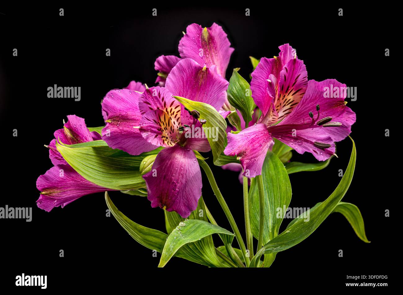 Splendida Alstroemeria rosa giglio peruviano su sfondo nero Foto Stock