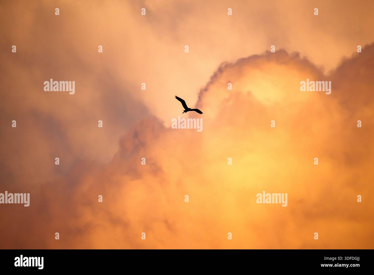 Uccello in volo alla luce d'oro Foto Stock