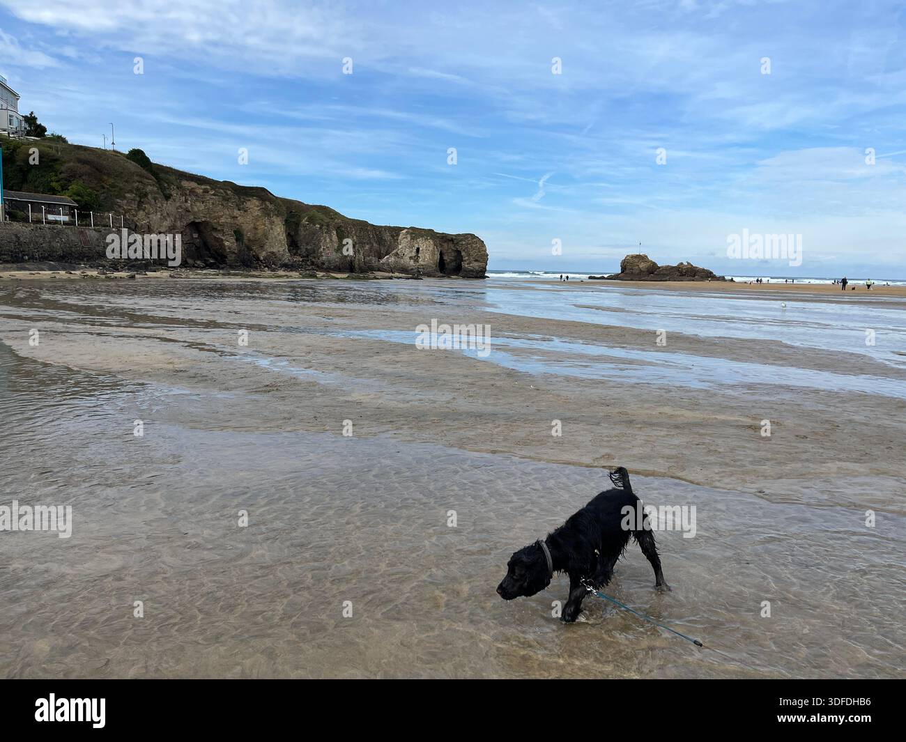 Cocker Spaniel che gioca nell'acqua sulla spiaggia di Perranporth, Cornwall, Inghilterra, Regno Unito. - Immagine stock catturata con smartphone