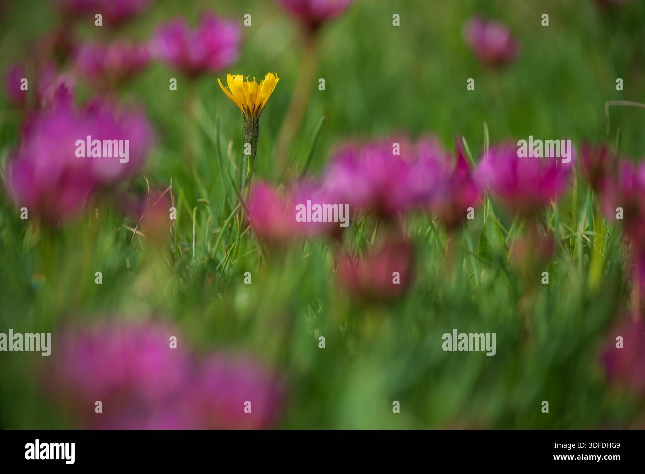 Primo piano di un singolo fiore selvatico giallo (alga) in mezzo a un campo di rosso rosa (Armeria maritima) con profondità di campo bassa. Foto Stock