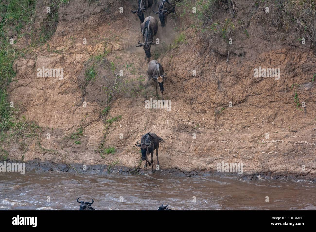Сrossing oltre il fiume Mara in Kenya. Zebre e GNU da Masai mara a Serengeti, Africa Foto Stock