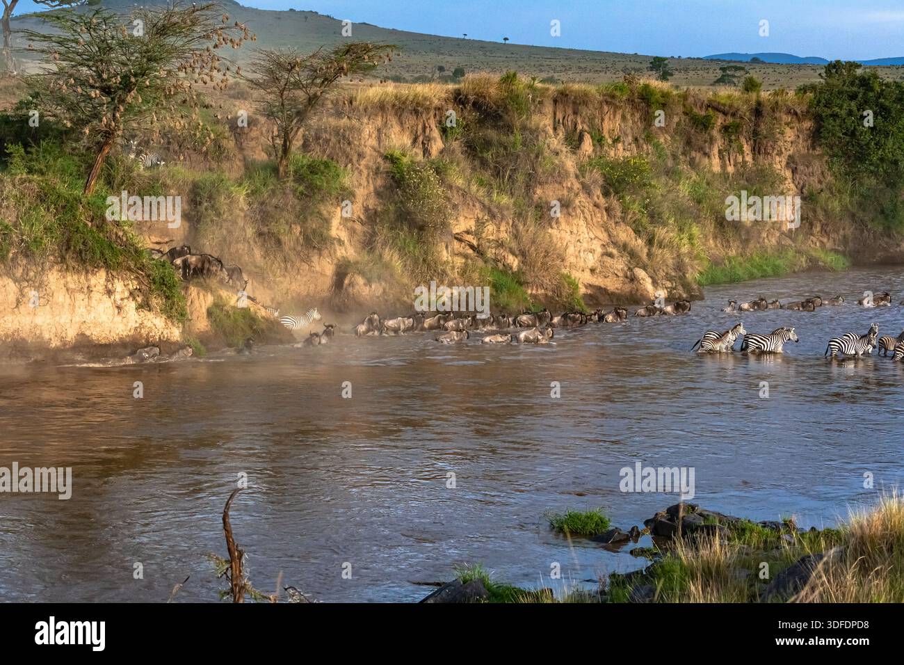 Сrossing oltre il fiume Mara in Kenya. Zebre e GNU da Masai mara a Serengeti, Africa Foto Stock