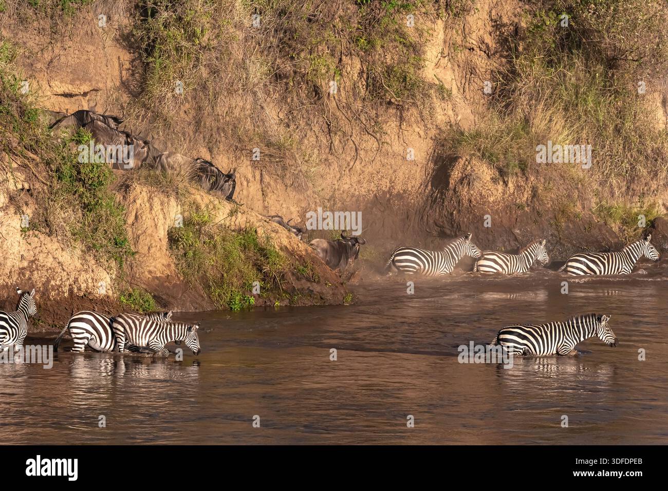 Сrossing oltre il fiume Mara in Kenya. Zebre e GNU da Masai mara a Serengeti, Africa Foto Stock