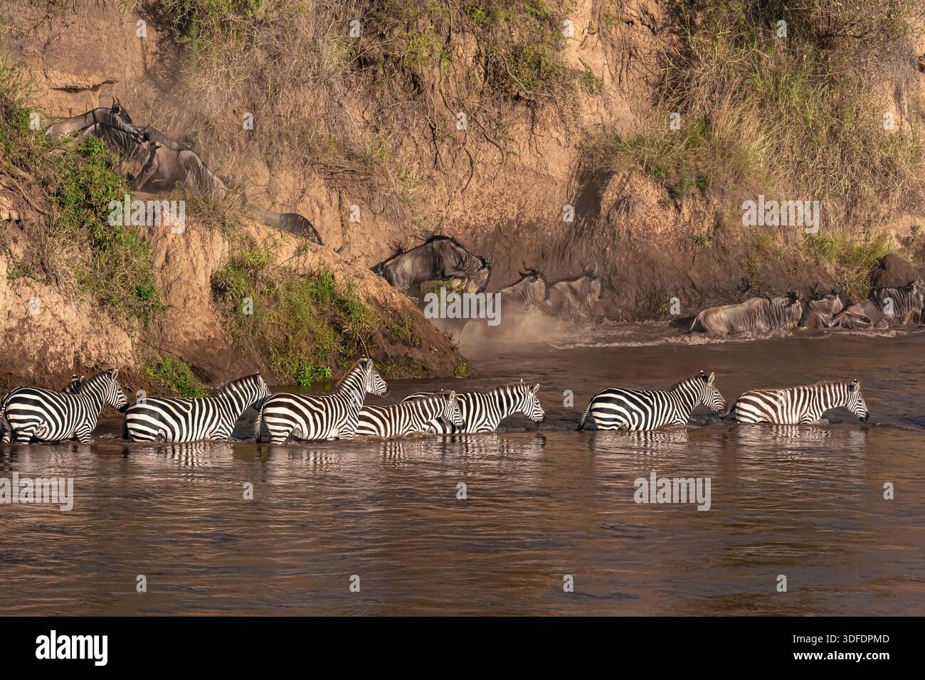 Сrossing oltre il fiume Mara in Kenya. Zebre e GNU da Masai mara a Serengeti, Africa Foto Stock