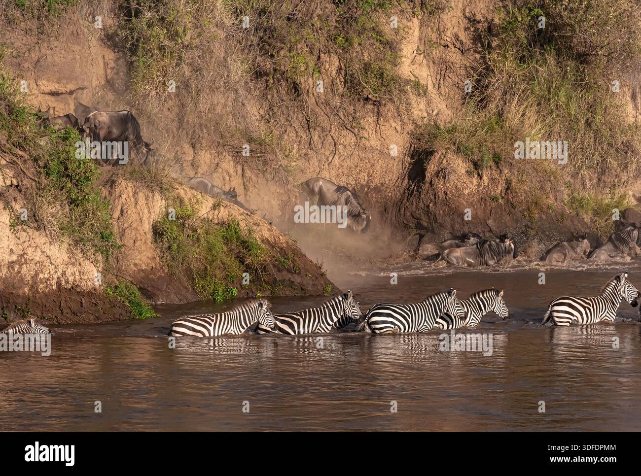 Сrossing oltre il fiume Mara in Kenya. Zebre e GNU da Masai mara a Serengeti, Africa Foto Stock