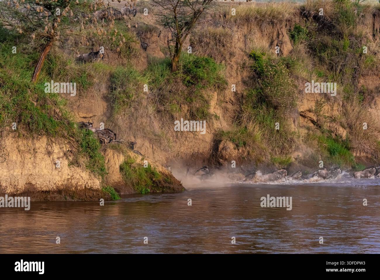 Сrossing oltre il fiume Mara in Kenya. Zebre e GNU da Masai mara a Serengeti, Africa Foto Stock