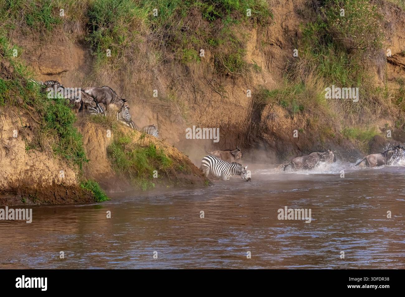 Сrossing oltre il fiume Mara in Kenya. Zebre e GNU da Masai mara a Serengeti, Africa Foto Stock
