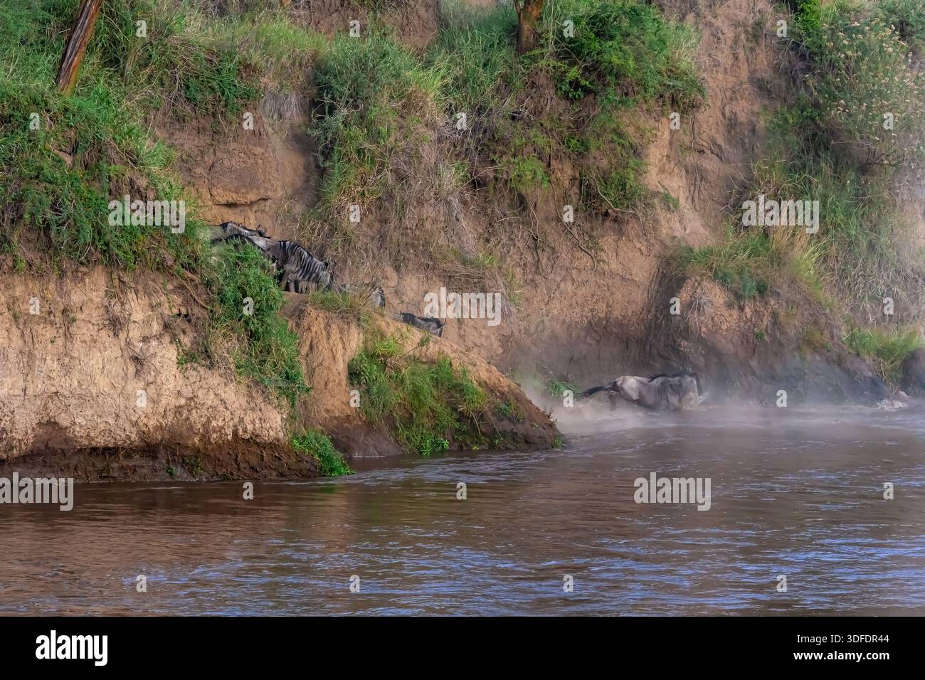 Сrossing oltre il fiume Mara in Kenya. Zebre e GNU da Masai mara a Serengeti, Africa Foto Stock