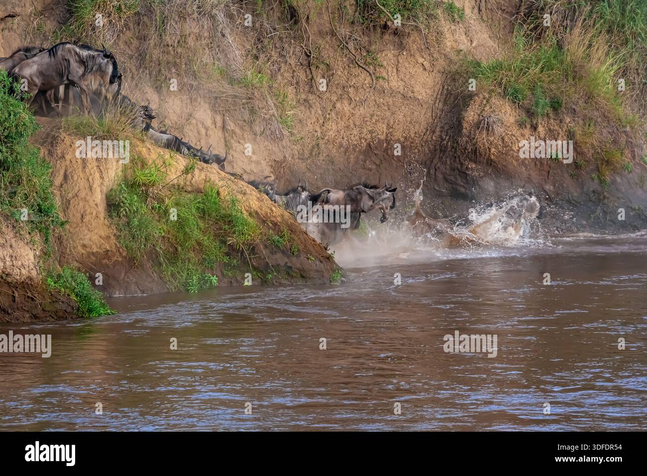 Сrossing oltre il fiume Mara in Kenya. Zebre e GNU da Masai mara a Serengeti, Africa Foto Stock