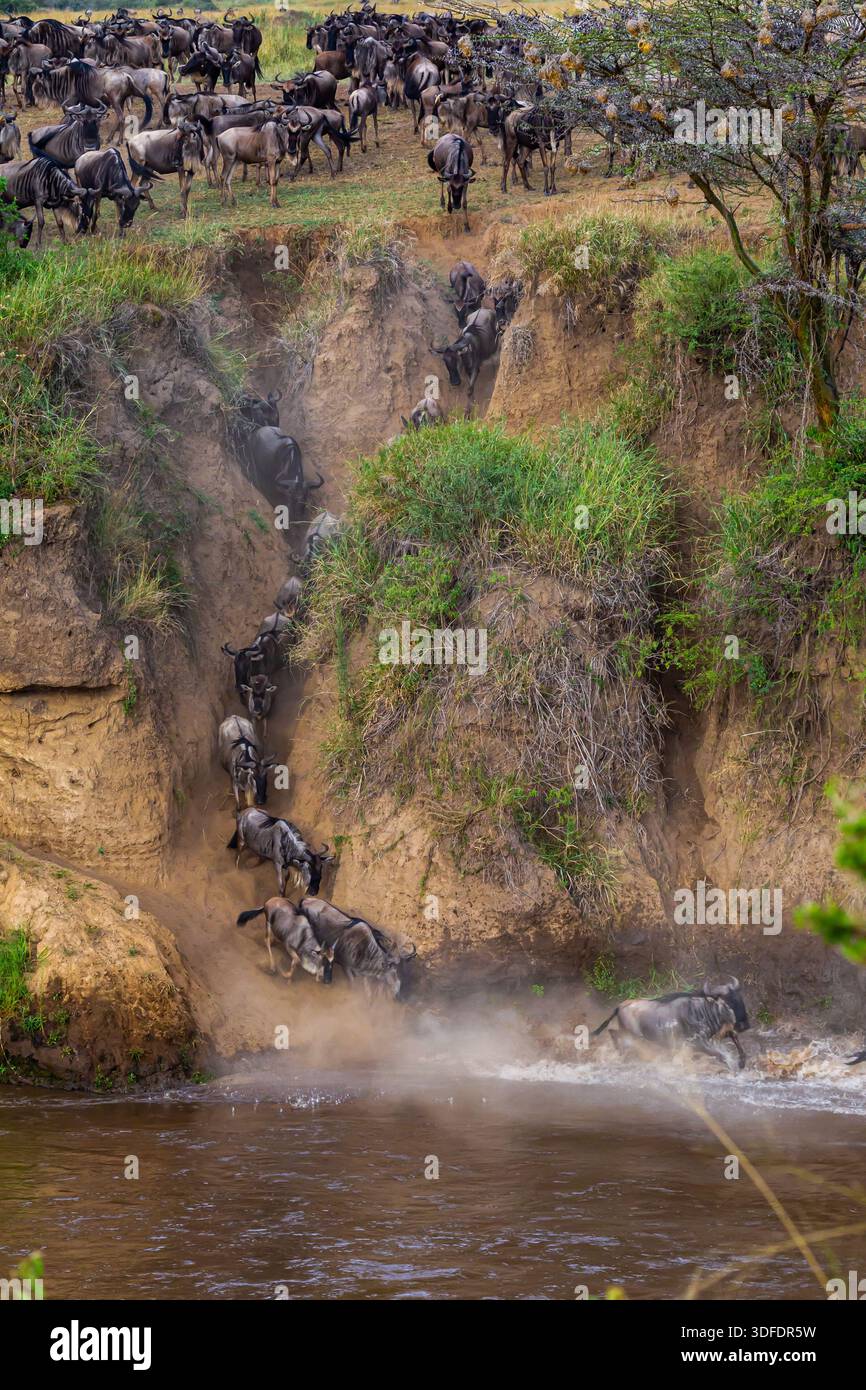 Сrossing oltre il fiume Mara in Kenya. Zebre e GNU da Masai mara a Serengeti, Africa Foto Stock