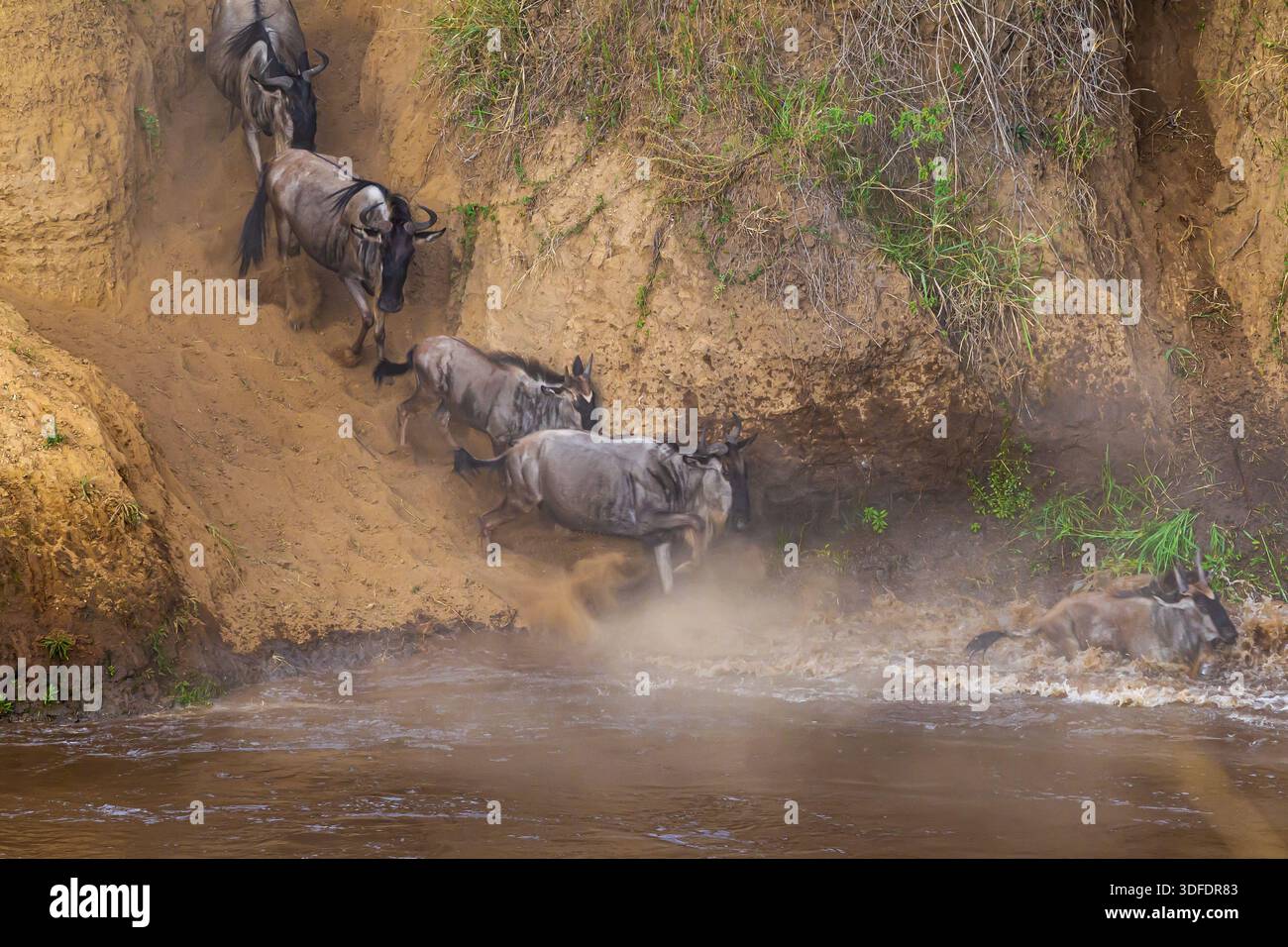 Сrossing oltre il fiume Mara in Kenya. Zebre e GNU da Masai mara a Serengeti, Africa Foto Stock