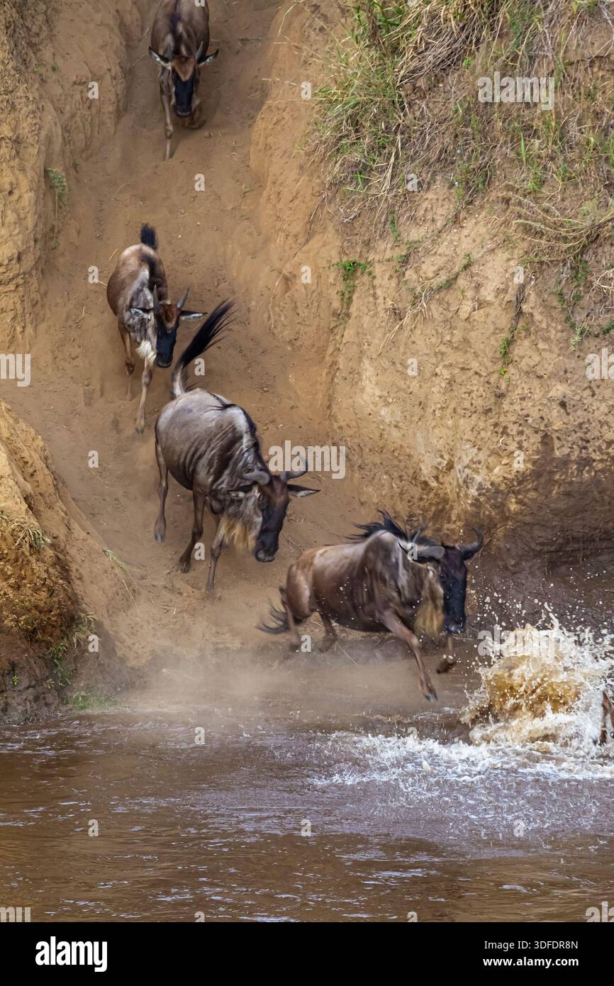 Сrossing oltre il fiume Mara in Kenya. Zebre e GNU da Masai mara a Serengeti, Africa Foto Stock