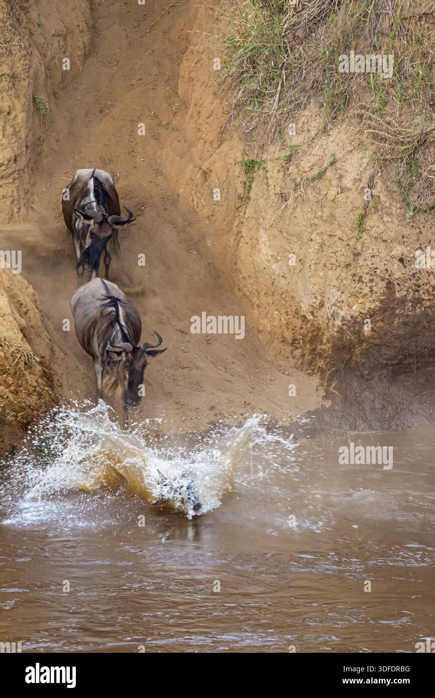 Сrossing oltre il fiume Mara in Kenya. Zebre e GNU da Masai mara a Serengeti, Africa Foto Stock