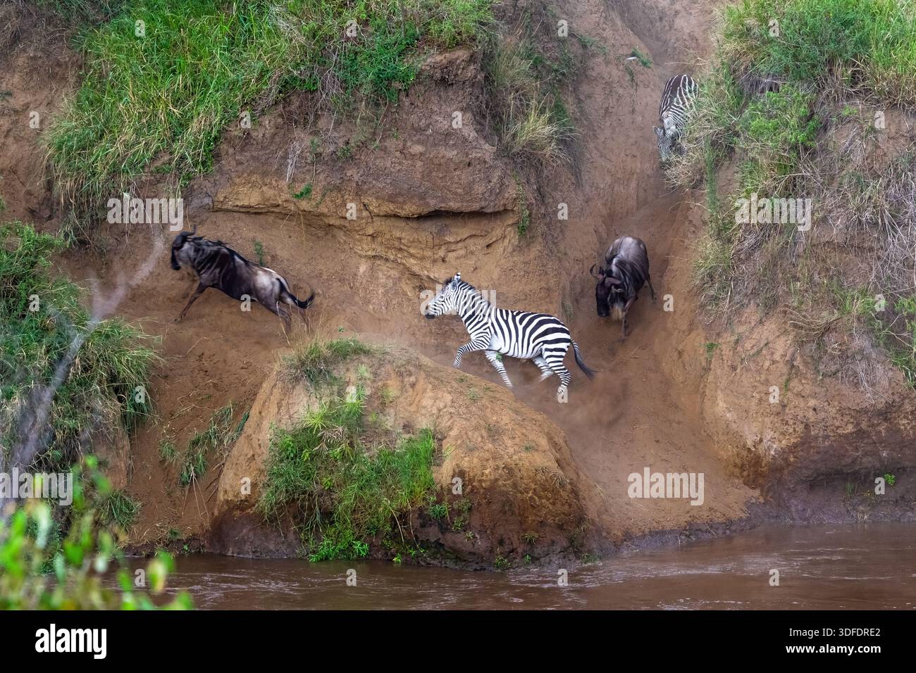 Сrossing oltre il fiume Mara in Kenya. Zebre e GNU da Masai mara a Serengeti, Africa Foto Stock