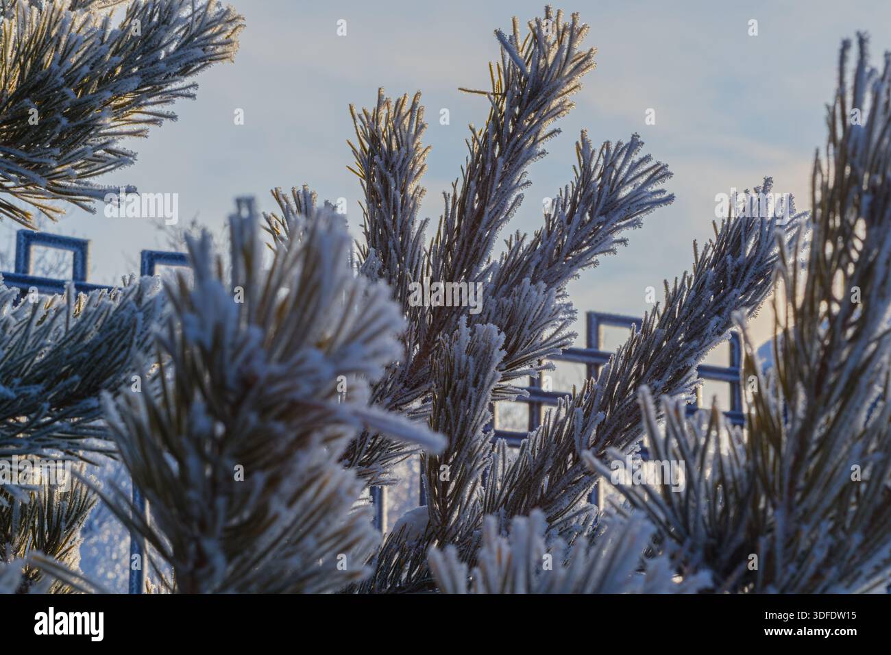 Primo piano di aghi di pino ricoperti da delicati cristalli di paraffina, che brillano nella calda luce del sole mattutino contro un cielo azzurro. Texture di ghiaccio dettagliata. Foto Stock