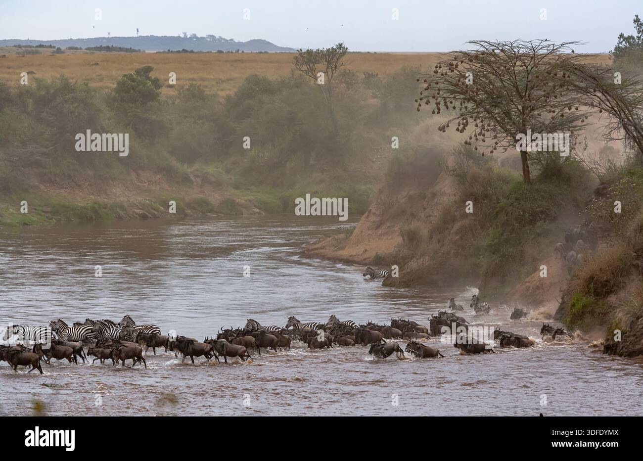 Сrossing oltre il fiume Mara in Kenya. Zebre e GNU da Masai mara a Serengeti, Africa Foto Stock