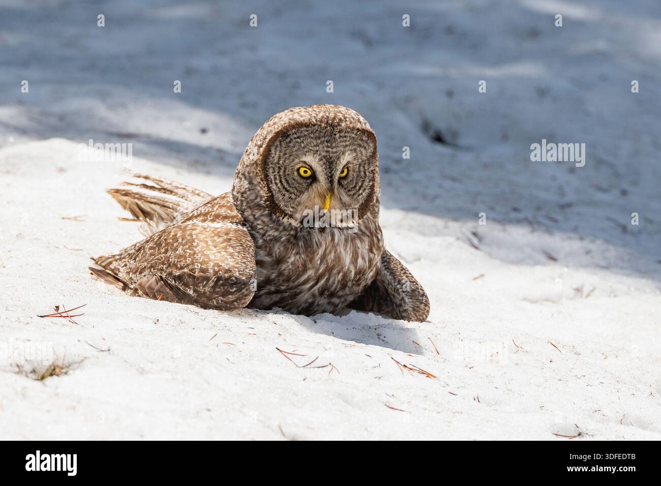 Grande Gufo Grigio (Strix nebulosa). Parco nazionale di Yellowstone, Wyoming, Stati Uniti. Un grande gufo grigio intrappola un gopher tascabile (Thomomys talpoides) sotto la neve. Foto Stock