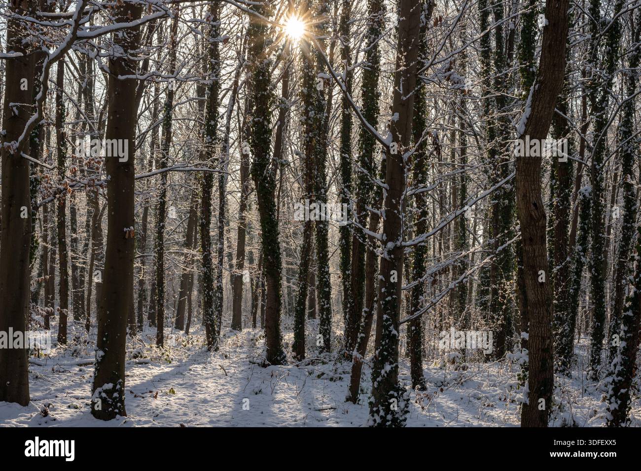 Un bel sole tra alberi innevati in una foresta Foto Stock