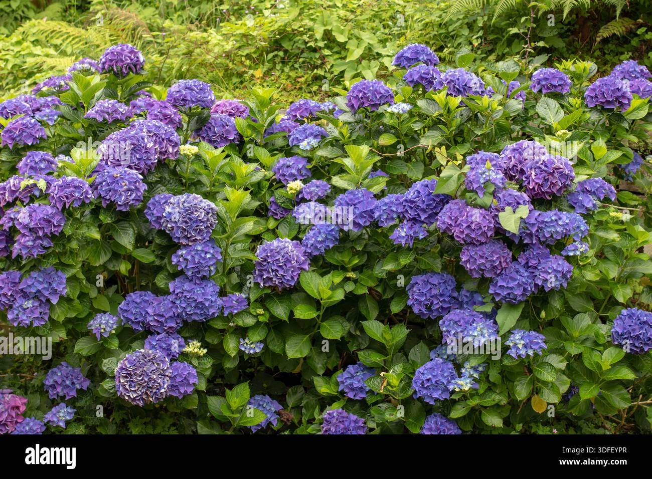 Lussureggiante siepe di ortensie macrophylla ricoperte da profonde teste di fiori viola, creando uno sfondo ricco ed elegante con fitte fogliame e colori profondi. Foto Stock