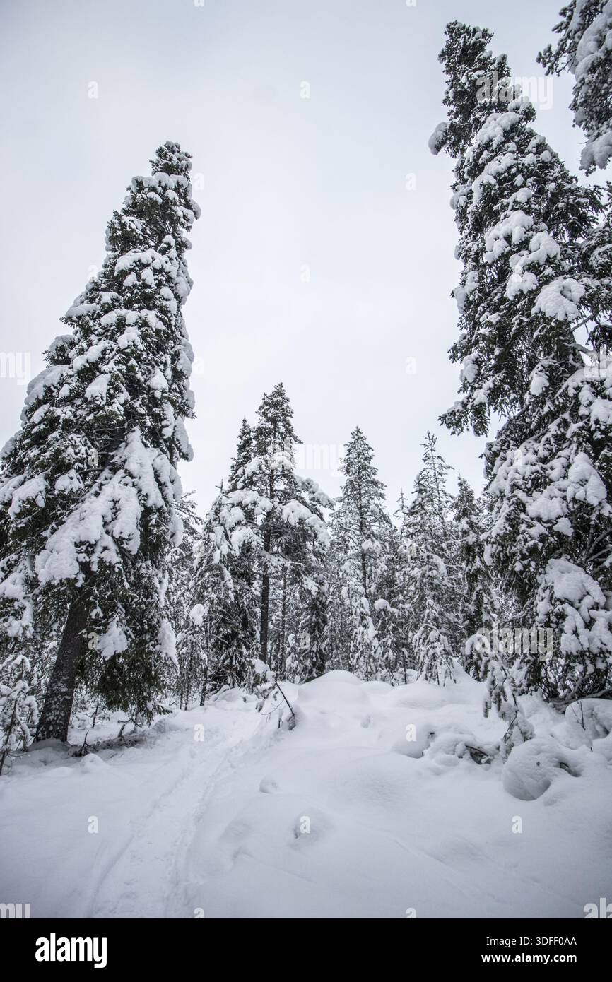 Vista di alberi carichi di neve che si avvicinano al cielo coperto, coprendo il tranquillo paesaggio in una tavolozza monocromatica di bianco e grigio, Rovaniemi, LAPL Foto Stock