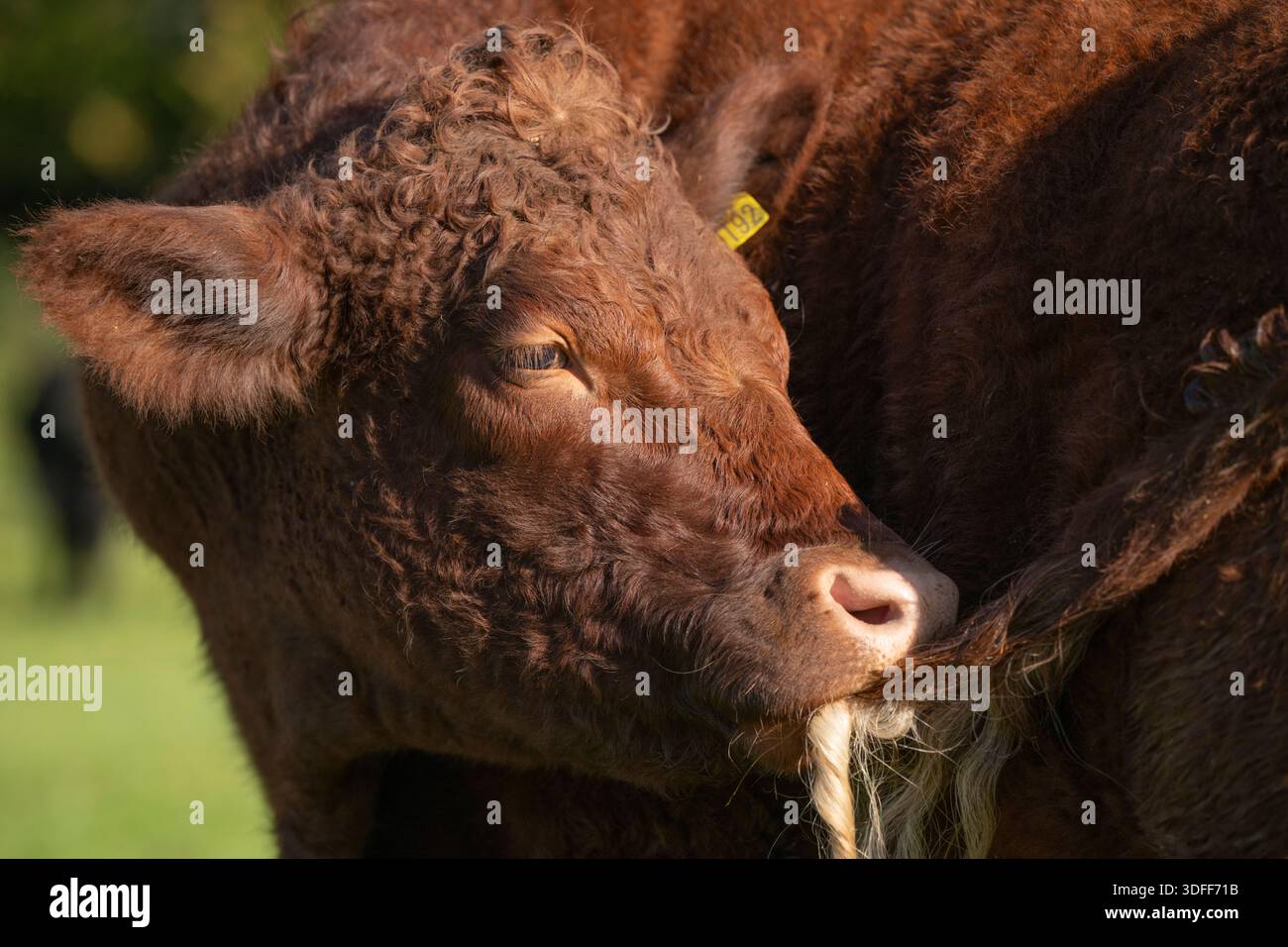 Devon Red ruby polled bullock portrait in Field, Somerset, Inghilterra, Regno Unito, autunno. Foto Stock
