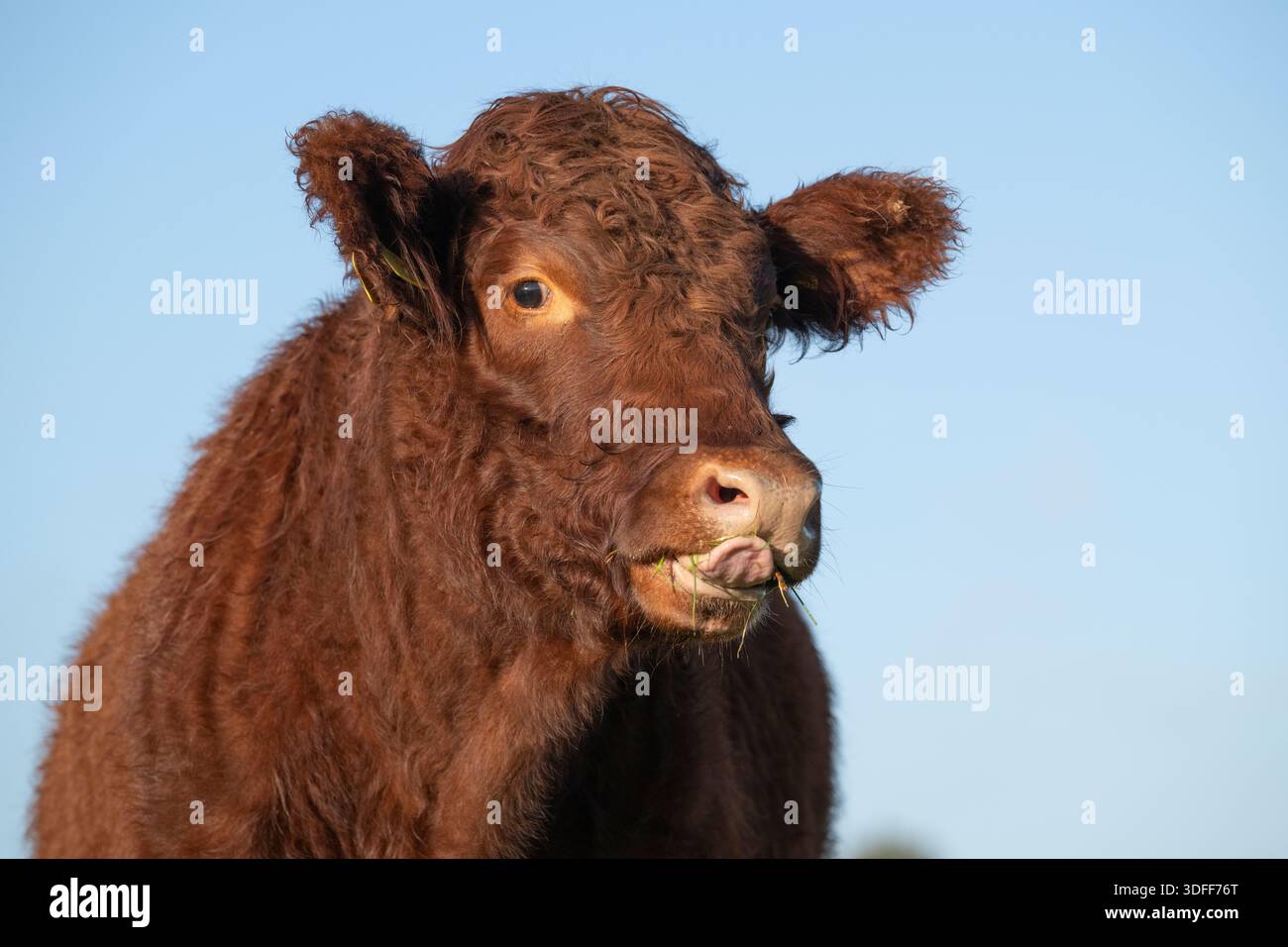 Devon Red ruby polled bullock portrait, Somerset, Inghilterra, Regno Unito, autunno. Foto Stock